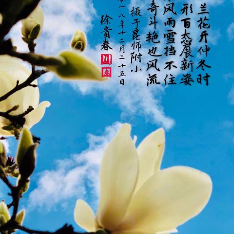 玉兰花开也风流