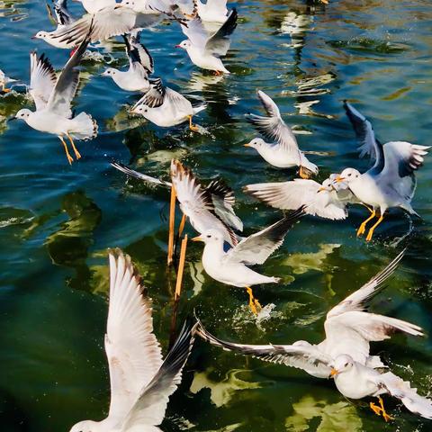 昆明大观楼观鸥