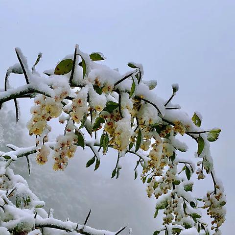 《江川梁王山上白雪飘》                            摄影：徐贵春   二零二零年正月初一日