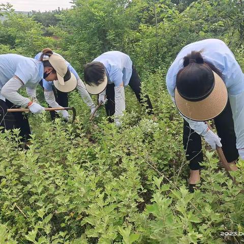 悠悠艾草香，绵绵情意长，艾草门前挂，祝福保安康！兰台嘉苑物业服务中送”爱”到家🌸的端午节专题活动进行中