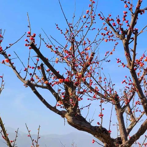长安唐村，诗-样地方
