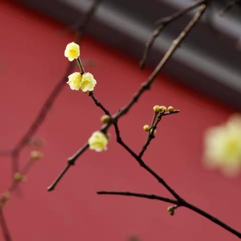 古城过新年，重游大雁塔