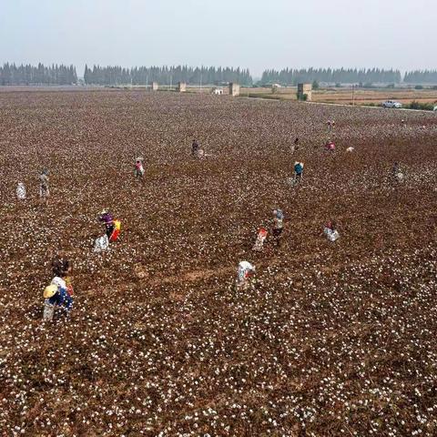 黄盖镇广坪村棉花生产示范基地工作展示