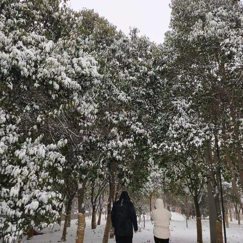 大雪纷飞迎元旦  晶莹天地展新颜