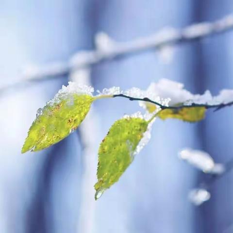 听啊，那是雪花首次飘落在初冬的声音