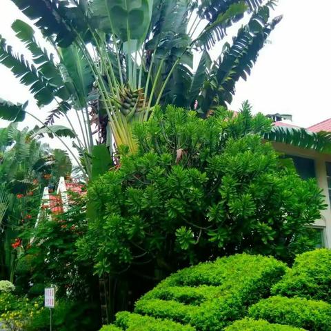 美丽的西双版纳