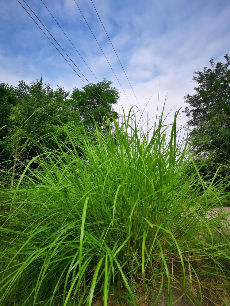 路边上有一丛草,长得非常茂盛.生命力旺盛的东西,总能给人以力量
