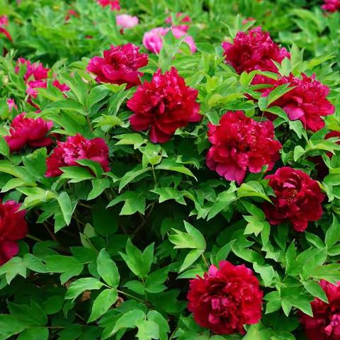 长阳牡丹 国色天香