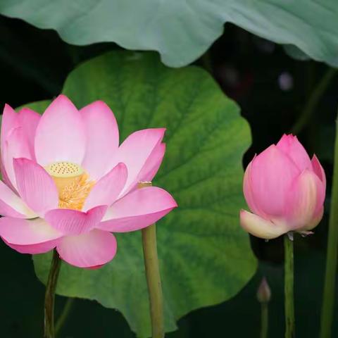 接天荷叶无穷碧   映日荷花别样红