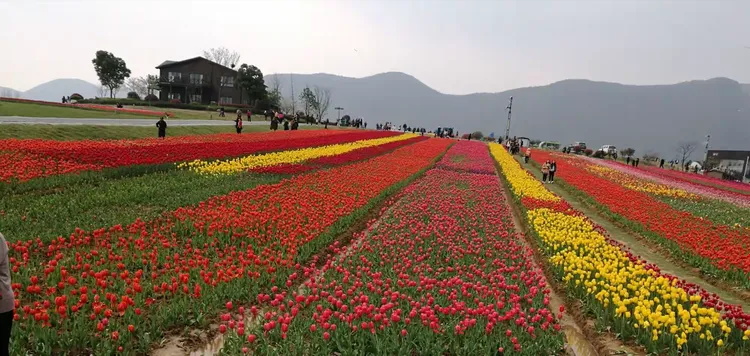 牡丹花卉小苗价格