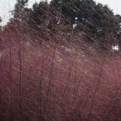 嘉北郊野公园之粉黛乱子草