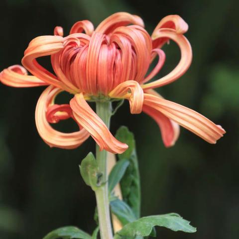 赏菊 深秋，正是菊花绽放时。姹紫嫣红，千姿百态，婀娜多姿的菊花，把万绿凋零的季节点缀的多姿多彩。