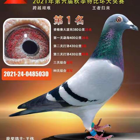高新赛鸽俱乐部获奖鸽