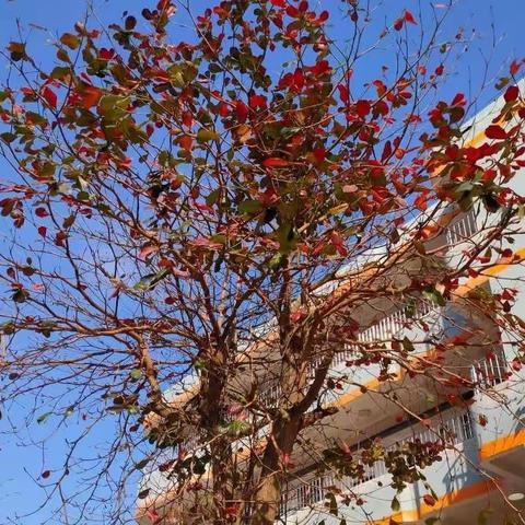 特殊时期，别样课堂——海口市长流中学初三年级线上教学纪实