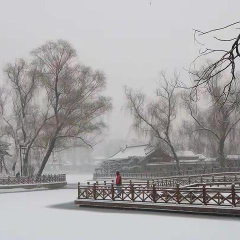 🌸❄️雪中追迷❄️🌸