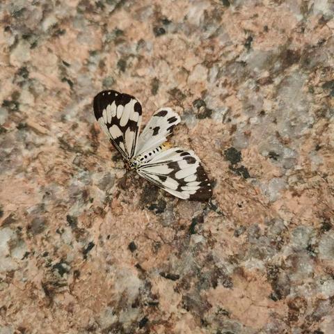 《清明节的故事—— 一只蝴蝶》