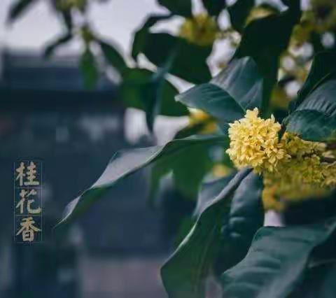 《遇见桂花》—中三班十月生成课程