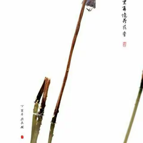 我的美篇