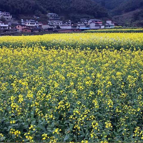 上坪乡生态农庄——荆坪村油菜花开