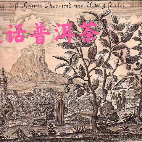 邹家驹:欧洲第一张茶图