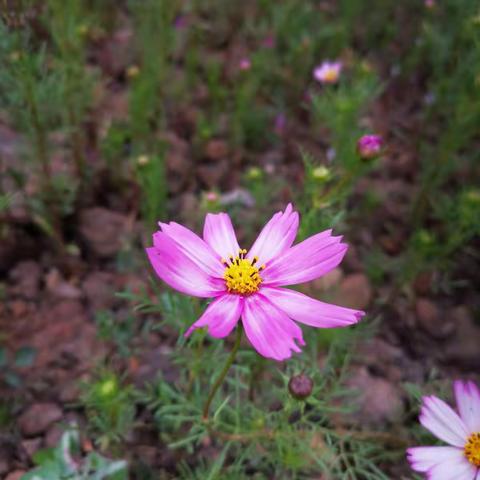 自然快乐的乡村卡哇伊