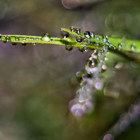 雨竹