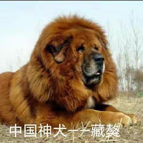 中华神犬——藏獒