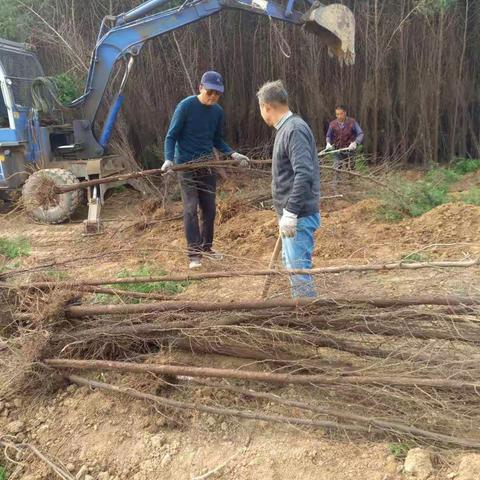 泾渭国土局抓紧立讯项目内苗圃迁移工作
