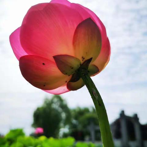 小说《潦河无声》