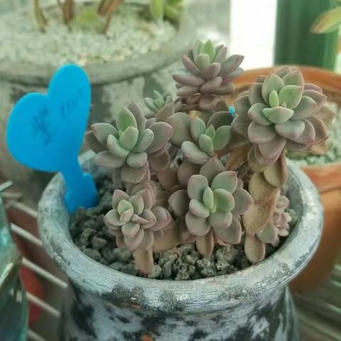 我的精品肉肉，每一盆，都是经典，每一颗都是最美的存在。