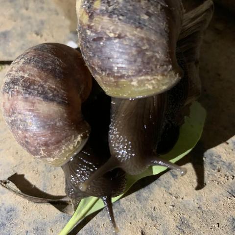 课程“游戏化”，孩子们的一日生活皆课程！【学小蜗牛🐌爬】