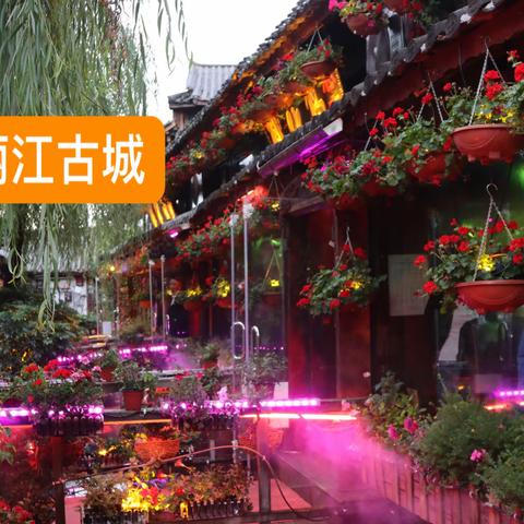 跟着镜头去旅游：丽江和香格里拉（8月份）