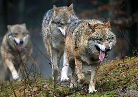 用狼的危机唤醒羊的竞争