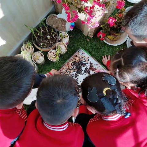 豆芽生长记🌱———林州市第一实验幼儿园中二班 “泡发豆芽”活动