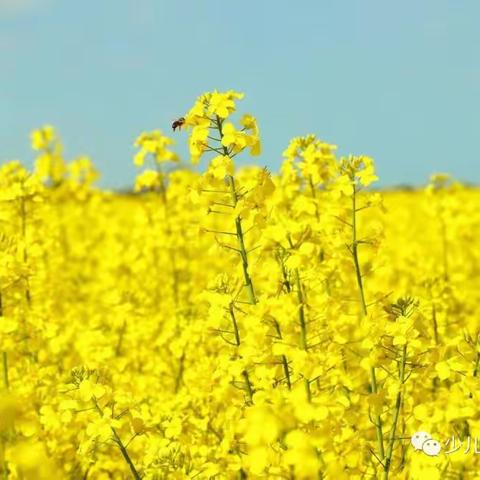 油菜花