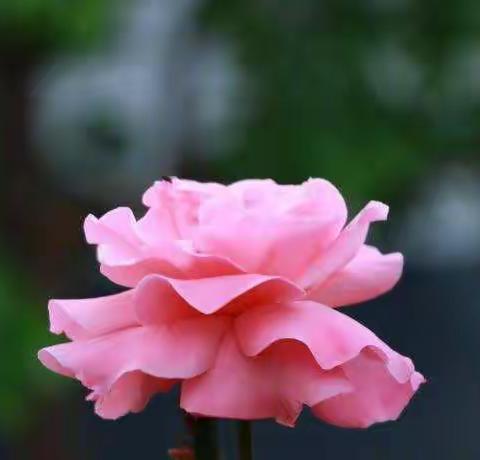 风雨同行，共抗疫情，让关爱之花🌸开满心田