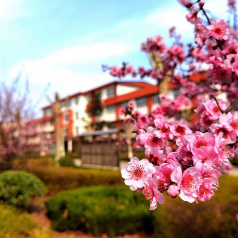 “疫”散花开，静待开学——青州市东夏学校师生一日常规