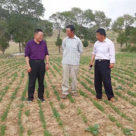 胡麻试验示范