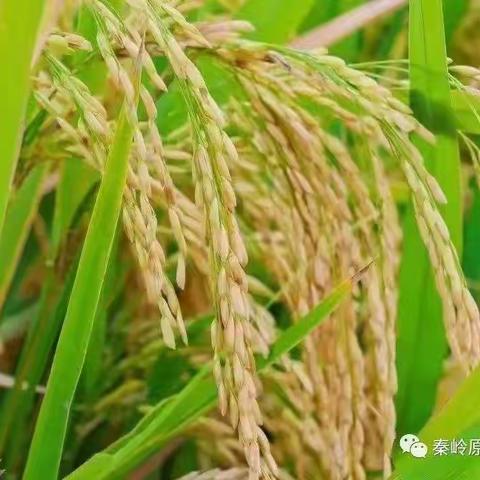 富硒肥远赴千里，为农民致“富”带来“硒”望