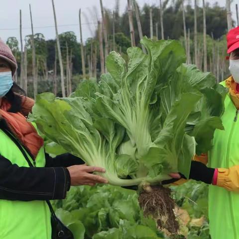 抗疫助农，共度时艰！——芥菜