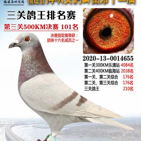 福建省海峡赛鸽公棚2020年决赛101-200名靓影欣赏