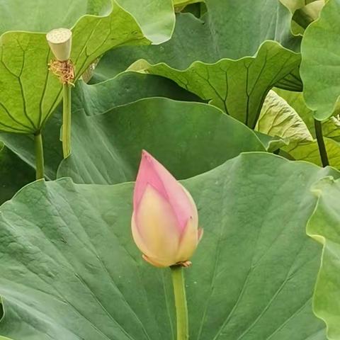 小花