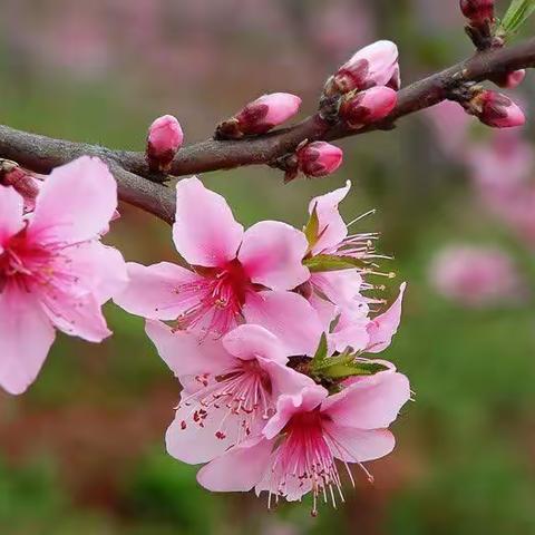 三月桃花芳菲