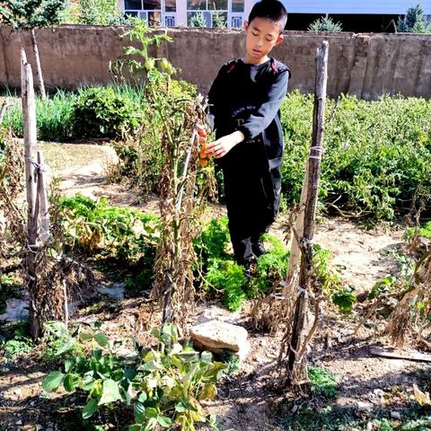 走进小小农家院——感受收获的喜悦！