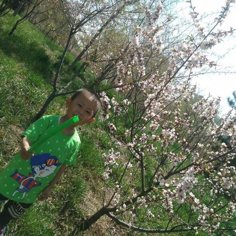 芳菲漫天四五月