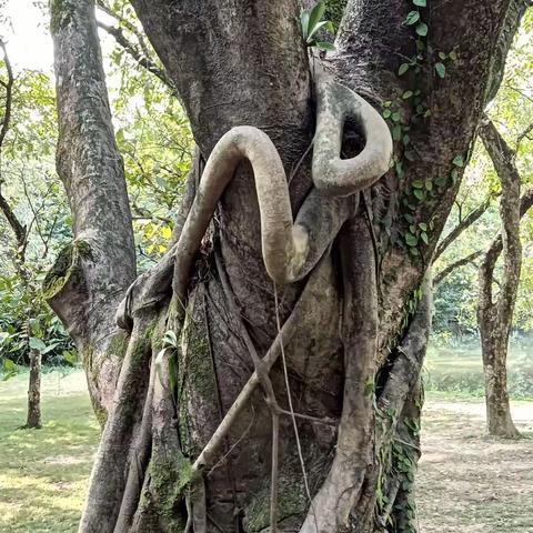 二进植物园1