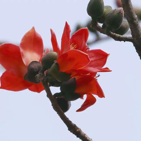 陵园西路英雄市花路