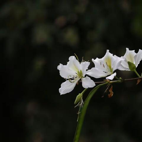海珠湿地公园樱花正灿烂时