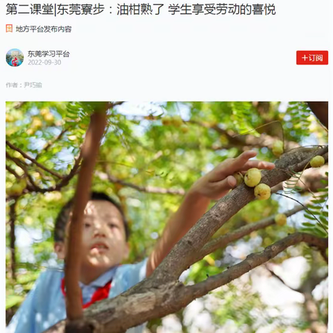 油柑熟了 ！寮步镇凫山小学劳动实践教育登上“学习强国”