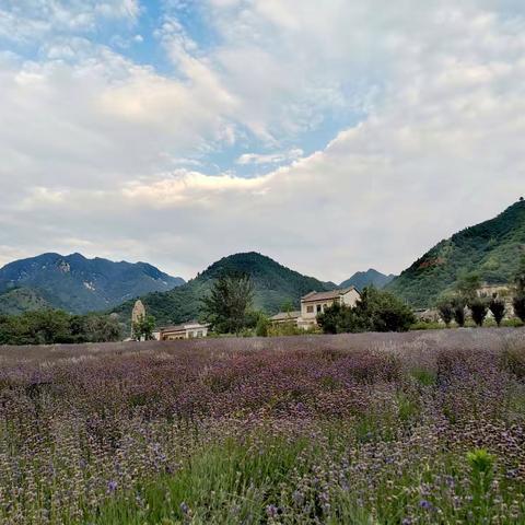 “保护大美秦岭  建设富美临渭”——桥南镇花园小学开展“秦岭生态环境保护教育”系列活动